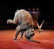 V Всемирный фестиваль циркового искусства