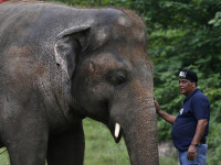Певица Шер спасла слона после 35 лет заточения. Он умирал от депрессии из-за смерти любимой