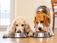 Как правильно хранить корм для собак