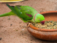 Корма для птиц: как выбрать лучшее для своего питомца