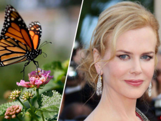 Николь Кидман боится бабочек