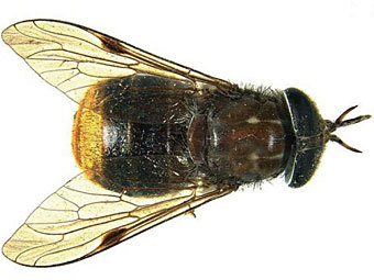 Scaptia (Plinthina) beyonceae